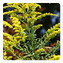 Goldenrod